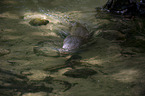 Fischotter