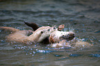 Fischotter