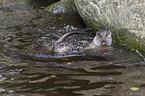 Fischotter