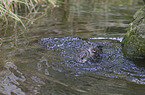 Fischotter