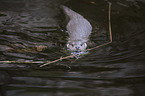 Fischotter