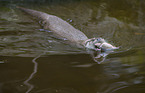 Fischotter