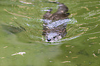 Fischotter