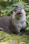 Fischotter