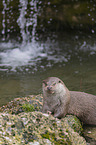 Fischotter beim fressen