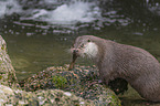 Fischotter beim fressen