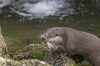 Fischotter beim fressen