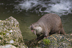 Fischotter beim fressen