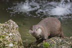 Fischotter beim fressen