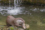 Fischotter beim fressen