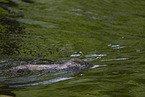 schwimmender Fischotter