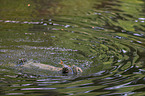 schwimmender Fischotter