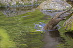 springender Fischotter