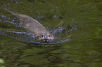 schwimmender Fischotter