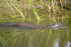 Fischotter