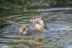 Fischotter