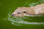 Eurasicher Fischotter