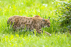 Luchs