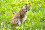 Luchs
