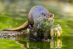 Europ�ischer Fischotter