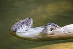 Eurasischer Fischotter