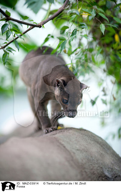 Fossa / fossa / MAZ-03914