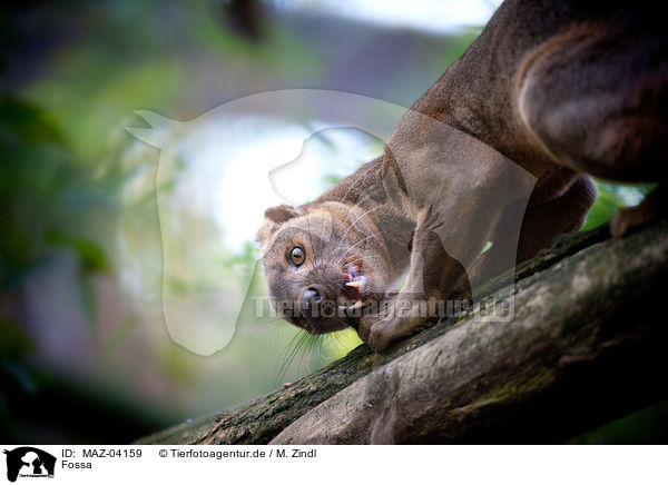 Fossa / MAZ-04159