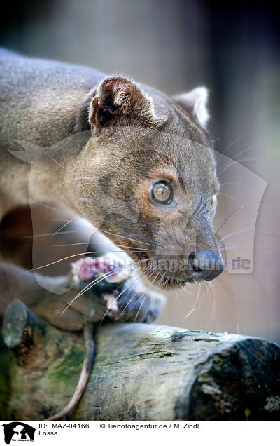 Fossa / MAZ-04166