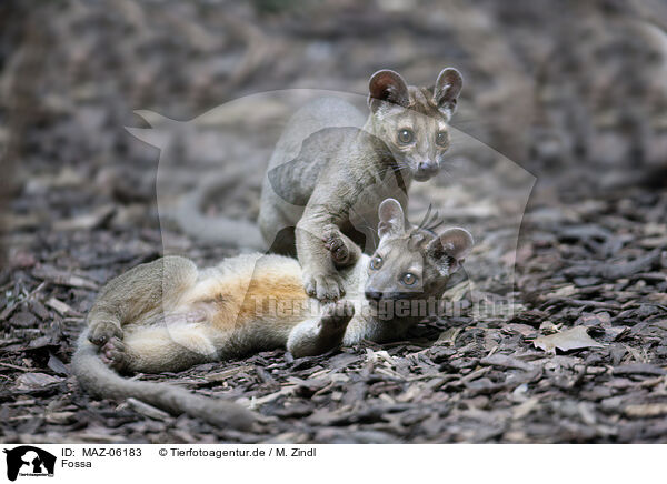 Fossa / MAZ-06183