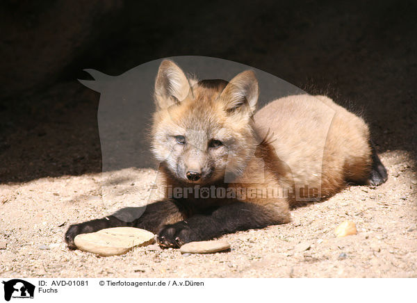 Fuchs / fox / AVD-01081