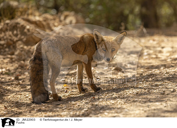 Fuchs / fox / JM-22903
