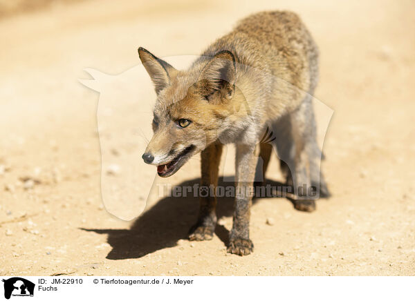 Fuchs / fox / JM-22910