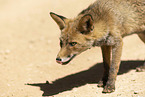 Fuchs