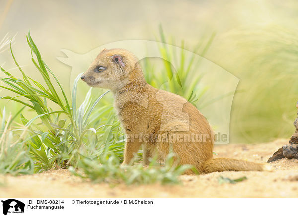 Fuchsmanguste / yellow mongoose / DMS-08214