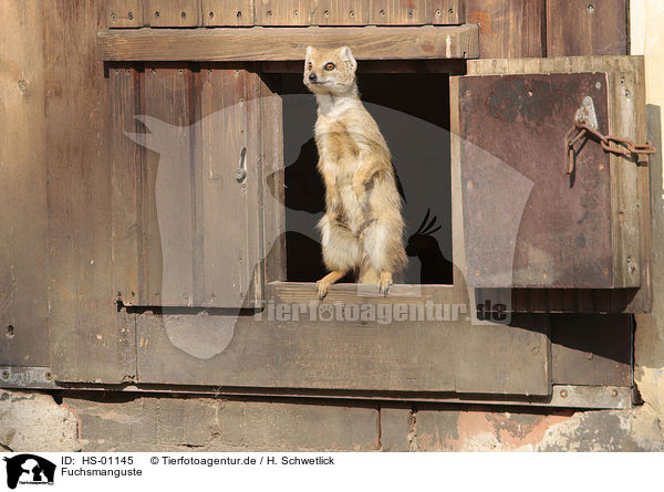 Fuchsmanguste / yellow mongoose / HS-01145