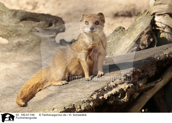 Fuchsmanguste / yellow mongoose / HS-01146