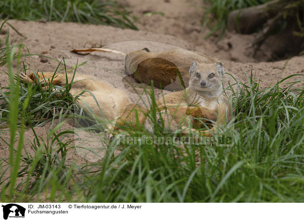 Fuchsmangusten / yellow mongooses / JM-03143