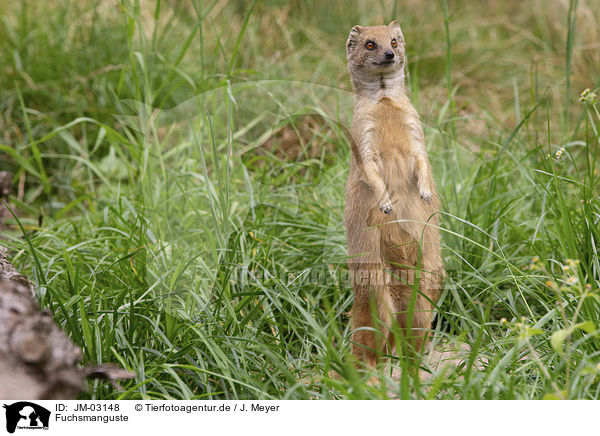 Fuchsmanguste / yellow mongoose / JM-03148