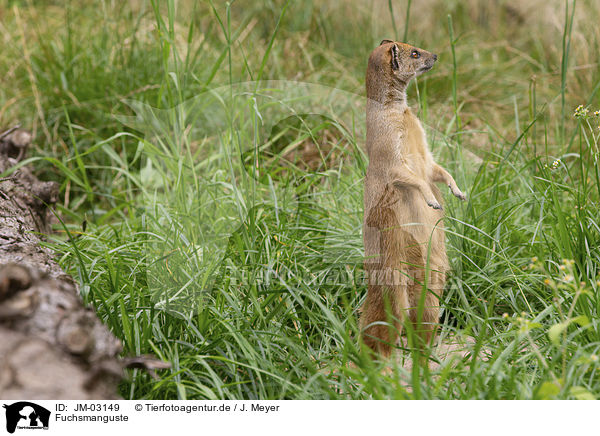 Fuchsmanguste / yellow mongoose / JM-03149