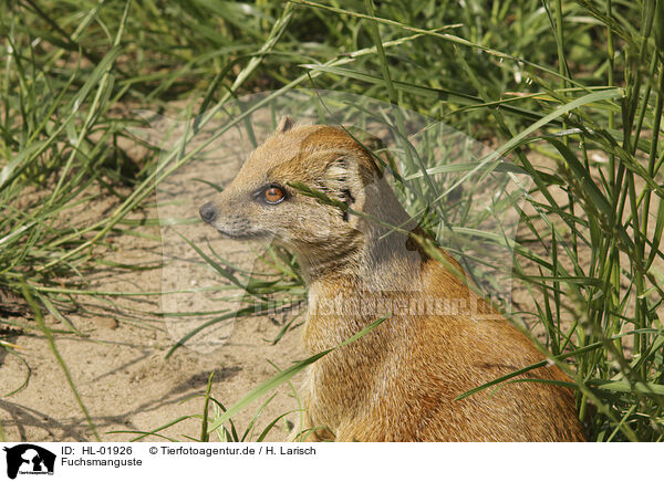 Fuchsmanguste / yellow mongoose / HL-01926