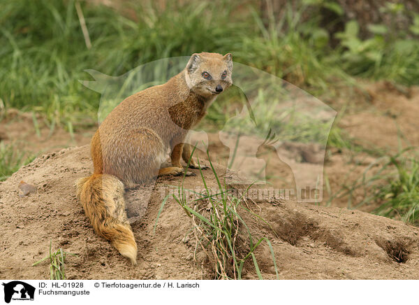 Fuchsmanguste / yellow mongoose / HL-01928
