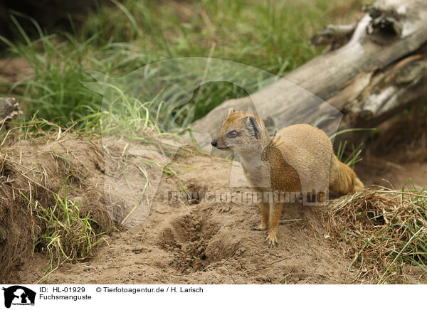 Fuchsmanguste / yellow mongoose / HL-01929
