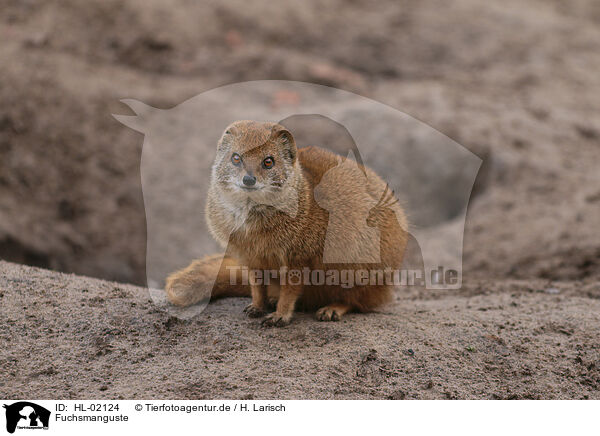 Fuchsmanguste / yellow mongoose / HL-02124