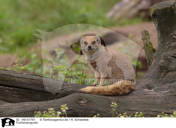 Fuchsmanguste / yellow mongoose / HS-01761