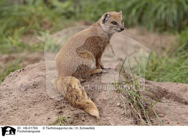 Fuchsmanguste / yellow mongoose / HS-01764