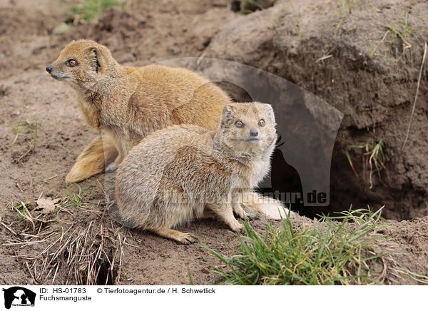 Fuchsmanguste / yellow mongoose / HS-01783