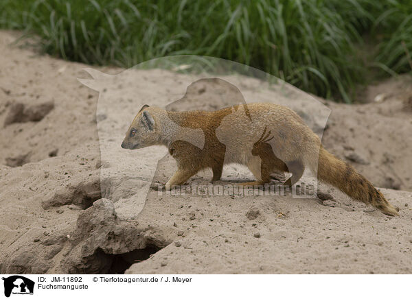 Fuchsmanguste / yellow mongoose / JM-11892