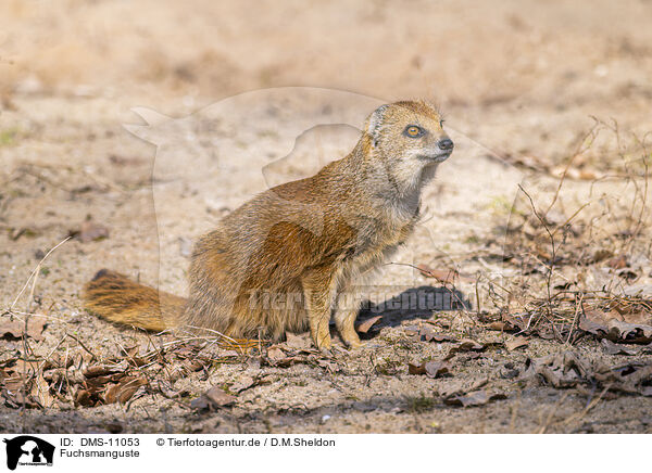 Fuchsmanguste / yellow mongoose / DMS-11053