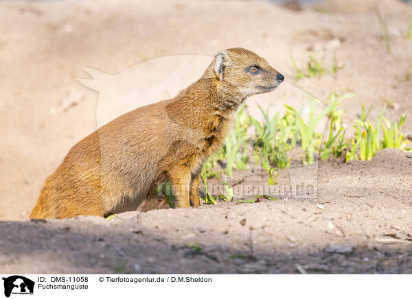 Fuchsmanguste / yellow mongoose / DMS-11058