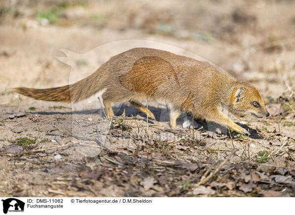 Fuchsmanguste / yellow mongoose / DMS-11062